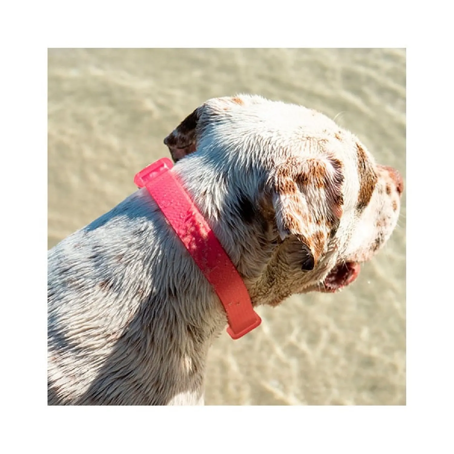 Coleira para Caes NeoPro Bubblegum ZeeDog 4